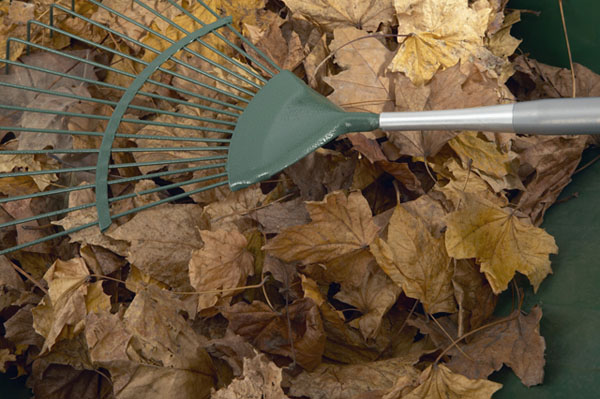 leaves and rakejpg